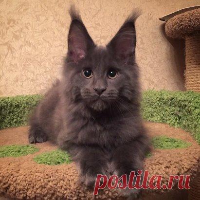 мейн-кун Вася