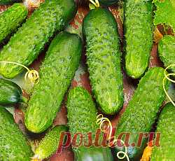 Огурец Меренга F семена - низкая цена, описание, отзывы, продажа