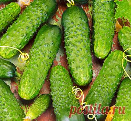 Огурец Меренга F семена - низкая цена, описание, отзывы, продажа