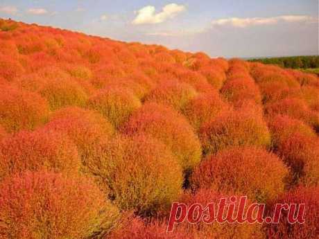 Японский сад цветов «Hitachi Seaside Park» | Самоцветик
