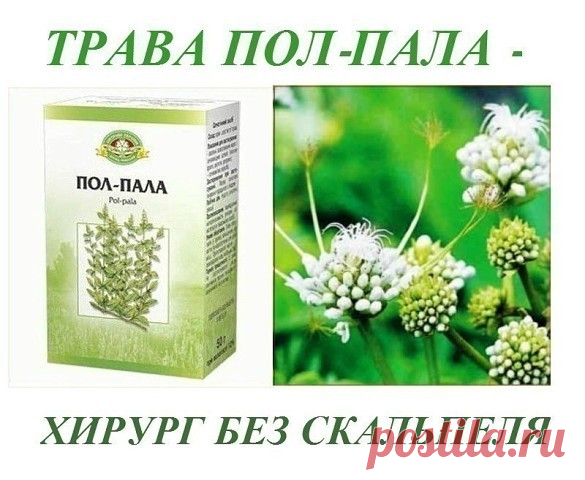 ПОЛ - ПАЛА. ХИРУРГ БЕЗ СКАЛЬПЕЛЯ!

Без преувеличения можно сказать: пол-пола способна заменить целую 
аптеку. Эта трава является мощным стимулятором солевого обмена в 
организме.
Показать полностью…