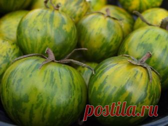 Томат Малахитовая шкатулка: описание, фото, отзывы Томат Малахитовая шкатулка: описание и характеристика, фото, отзывы, урожайность культуры.