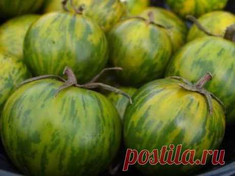 Томат Малахитовая шкатулка: описание, фото, отзывы Томат Малахитовая шкатулка: описание и характеристика, фото, отзывы, урожайность культуры.