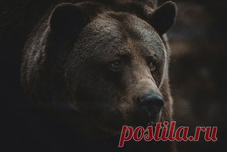 В российском городе медведь загрыз девушку. В Магадане медведь напал на девушку и загрыз ее. О происшествии в российском городе сообщили в пресс-службе МВД региона. Об инциденте в районе Танкодрома стало известно в субботу, 15 июля, около 15 часов дня по местному времени. В дежурную часть поступил звонок о том, что медведь напал на человека.