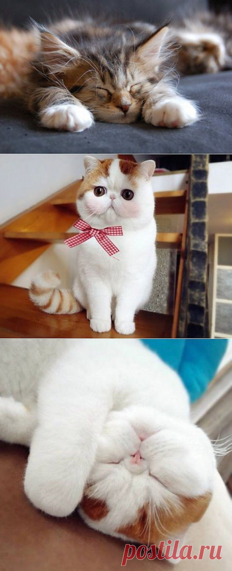 Короткие рассказы
