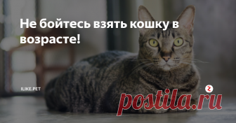 Не бойтесь взять кошку в возрасте! Конечно, привести домой маленького очаровательного котенка – это замечательно! Но и не следует забывать, сколько проблем одновременно придется решать: приучение к лотку, воспитание и обучение, прививки, специфический корм, и т.д. и т.п. Понятно желание многих начать все «с нуля», вырастить питомца «под себя». Но скажите на милость, а чем вас не устраивает взрослое животное? Самый распространенный