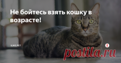 Не бойтесь взять кошку в возрасте! Конечно, привести домой маленького очаровательного котенка – это замечательно! Но и не следует забывать, сколько проблем одновременно придется решать: приучение к лотку, воспитание и обучение, прививки, специфический корм, и т.д. и т.п. Понятно желание многих начать все «с нуля», вырастить питомца «под себя». Но скажите на милость, а чем вас не устраивает взрослое животное? Самый распространенный