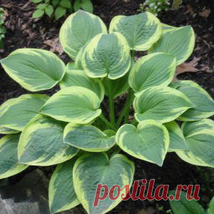 Усадьба | Цветы в саду : Хосты: посев  на рассаду