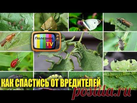 КАК СПАСТИ САД И ОГОРОД ОТ ВРЕДИТЕЛЕЙ