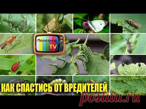 КАК СПАСТИ САД И ОГОРОД ОТ ВРЕДИТЕЛЕЙ