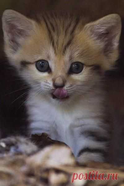 Weekly animals gallery