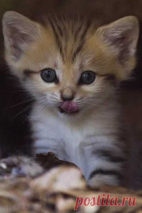 Weekly animals gallery