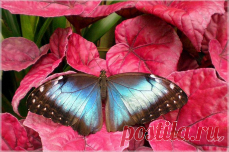 Morpho Peleides