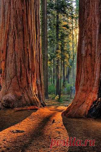 Giant sequoias in Kings Canyon National Park (via larrygerbrandt)  | Найдено на сайте seepicz.com.