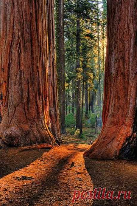 Giant sequoias in Kings Canyon National Park (via larrygerbrandt)  | Найдено на сайте seepicz.com.