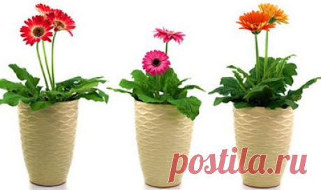 Домашние растения
для очищения воздуха