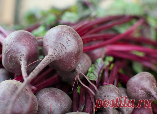 От чего зависит вкус свеклы? На садоводческих форумах часто встречаются жалобы начинающих огородников, что их корнеплоды свеклы вырастают крупными, но несладкими. В действительности питательная и вкусовая ценность свеклы зависит от сбалансированности содержания в ней витаминов В, аскорбинки, минеральных и биологически активных соединений (в частности, бетаина и бетанина). В свою очередь, этот баланс обеспечивается строгим соблюдением агротехники этого вида корнеплодов. Наиболее …