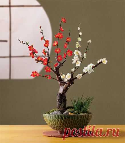 Flowering bonsai  |  Pinterest • Всемирный каталог идей