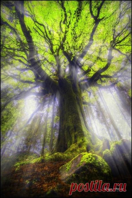 Awesome Picture | Tree &amp; Path