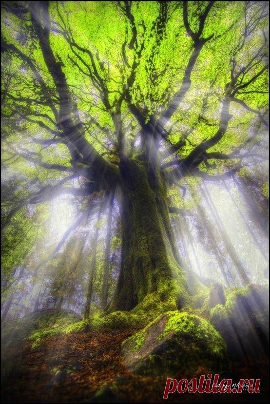 Awesome Picture | Tree & Path