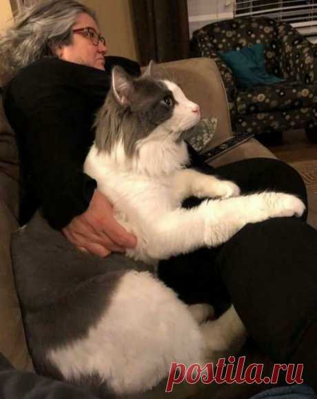 Гляди, какой котище — здоровенный! Подборка ну очень больших котанов, которых трудно назвать «котиками»