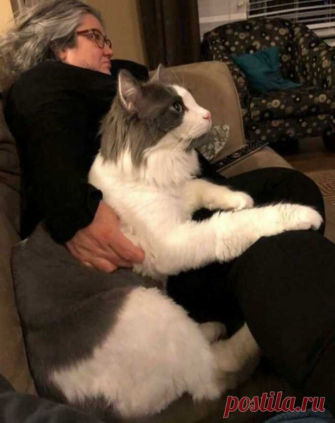 Гляди, какой котище — здоровенный! Подборка ну очень больших котанов, которых трудно назвать «котиками»