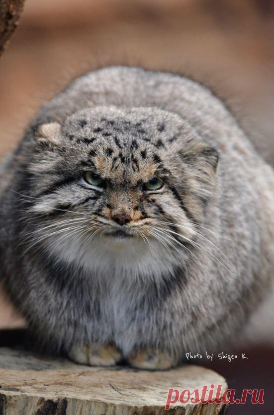 Mega-Chonker Of A Cat Looks Adorably Angry (16 Pics) - I Can Has Cheezburger?