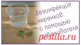 Размножение фиалки фрагментом листа. Уроки вязания на видео