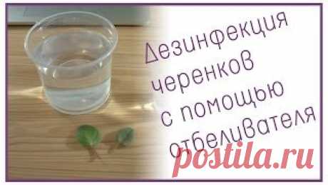 Размножение фиалки фрагментом листа. Уроки вязания на видео