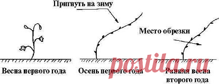 Я САМ СЕБЕ АГРОНОМ! ОБРЕЗКА ВИНОГРАДА ОТ А ДО Я
Посадил виноградную лозу - будь добр! Дай ей уход! Вовремя подкорми, вовремя сделай обрезку! Без обрезки - ни как не обойтись! Именно правильное формирование виноградной лозы, даёт большие урожаи! Для чего нужна формировка куста? Почему особое внимание надо уделять обрезки виноградных 