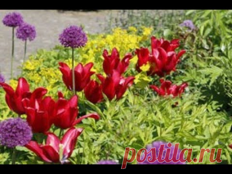 Как красиво посадить тюльпаны в саду - YouTube