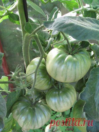 Интересная статья ( на фото сорт Скорпион)