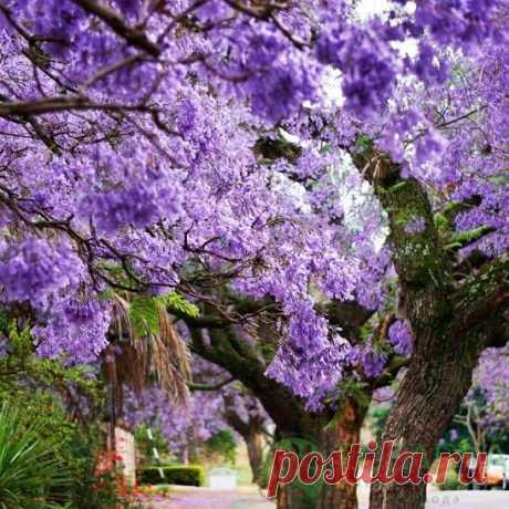 Павлония (Адамово дерево) Paulownia elongata купить саженцы в Украине