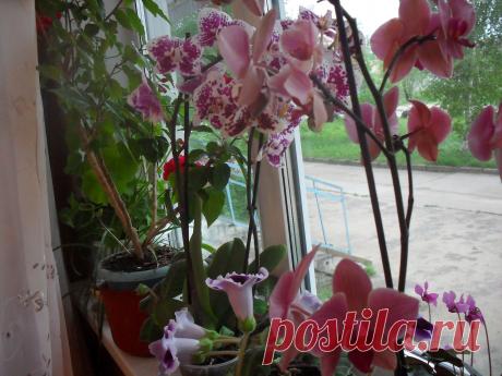 Цветущий подоконник, здесь "живут " пеларгония (герань) ,глоксиния, цикламен и экзотическая орхидея .