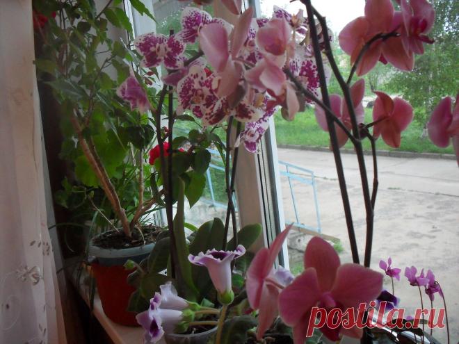Цветущий подоконник, здесь "живут " пеларгония (герань) ,глоксиния, цикламен и экзотическая орхидея .