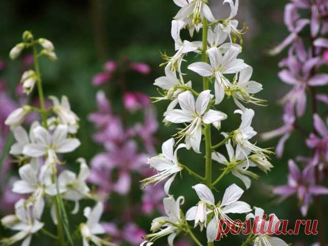Опасный, но прекрасный Диктамнус, или Ясенец

Известный под народным прозвищем «неопалимая купена» ясенец, или диктамнус – травянистый многолетник из разряда требующих осторожности в обращении. Он оставляет на коже ожоги, способен вспыхивать в считанные секунды, токсичен, что накладывает существенные ограничения на возможности использования. Но те, кто пополнит свои садовые ансамбли хоть одним кустиком диктамнуса, уже никогда не откажутся от роскошного цветения этого опасного красавца.