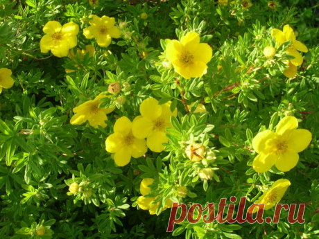 Курильский чай для вашего сада