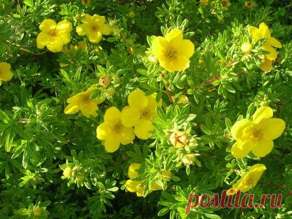 Курильский чай для вашего сада