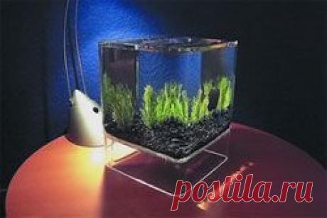 Освещение аквариума - В мире животных - Сборник - Познавательный Интернет-журнал &quot;Умеха - мир самоделок&quot;