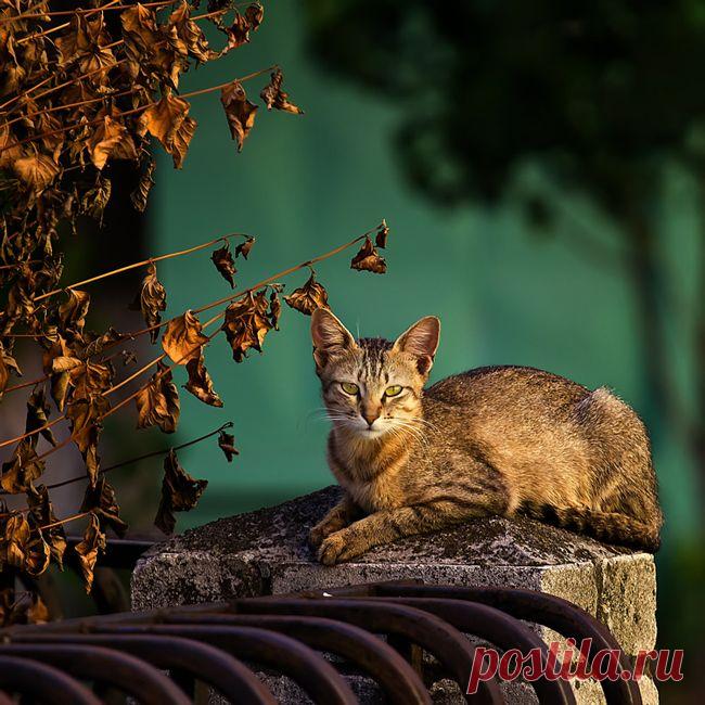 photo: ***** | photographer: nasa | WWW.PHOTODOM.COM