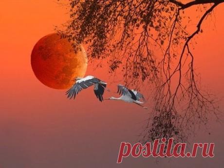 Дневник одного священника