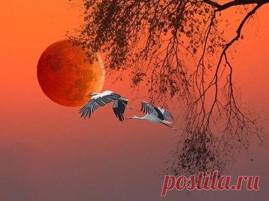 Дневник одного священника