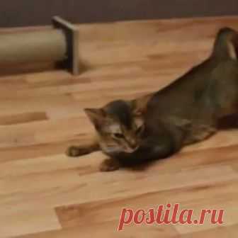 Можно ли стерилизовать кошку во время течки: возможные осложнения