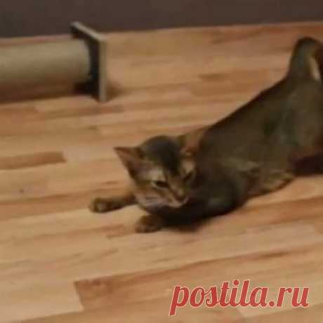 Можно ли стерилизовать кошку во время течки: возможные осложнения