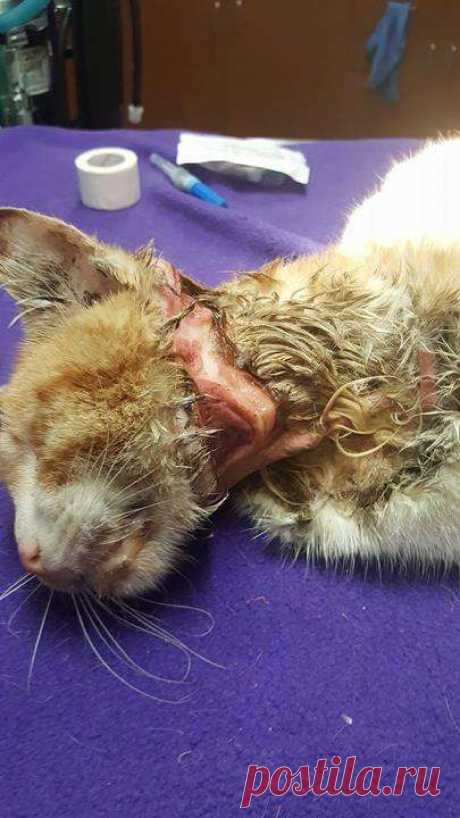 Кот с рулоном от скотча на шее… Что может быть печальнее? К счастью, жизнь Валентина сейчас совсем другая