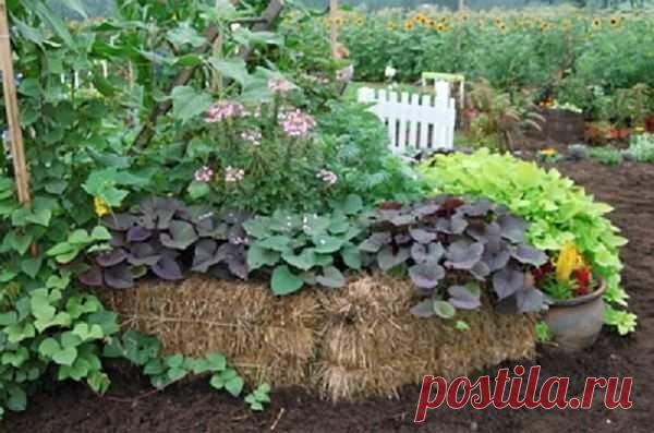 Грядки из тюков соломы: что и как? | 6 соток