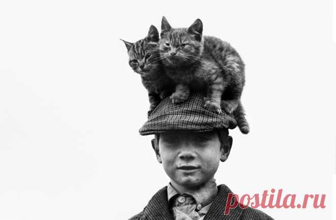 Коты и собаки в работах фотомастеров от классиков до современников | Cameralabs | Яндекс Дзен