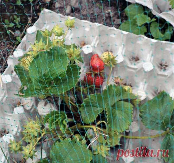 Яичные лотки защитят клубнику от слизней и гнилей. И усам с сорняками не дадут расти | Маленький сад на краю Вселенной | Яндекс Дзен