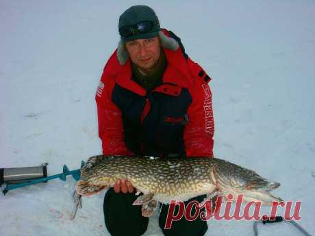 Готов на 100%! - какую леску и сколько метров поставить на жерлицу