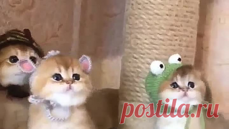 Кошкин дом. К осени готовы!
